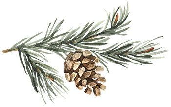 Living Springs Ranch pinecone and pine branch