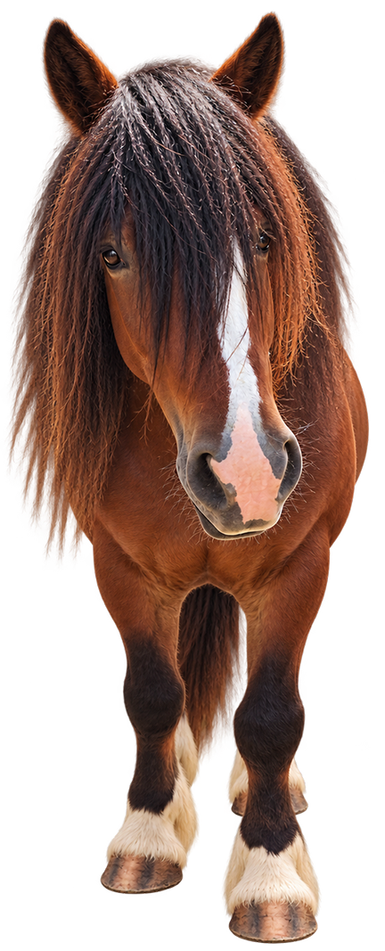 Jasper, a young bay gelding