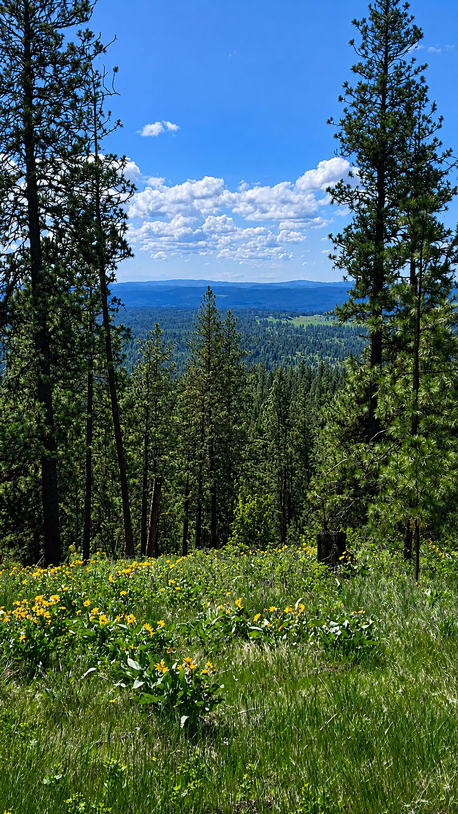 Mountain and wildflower view at Living Springs Ranch