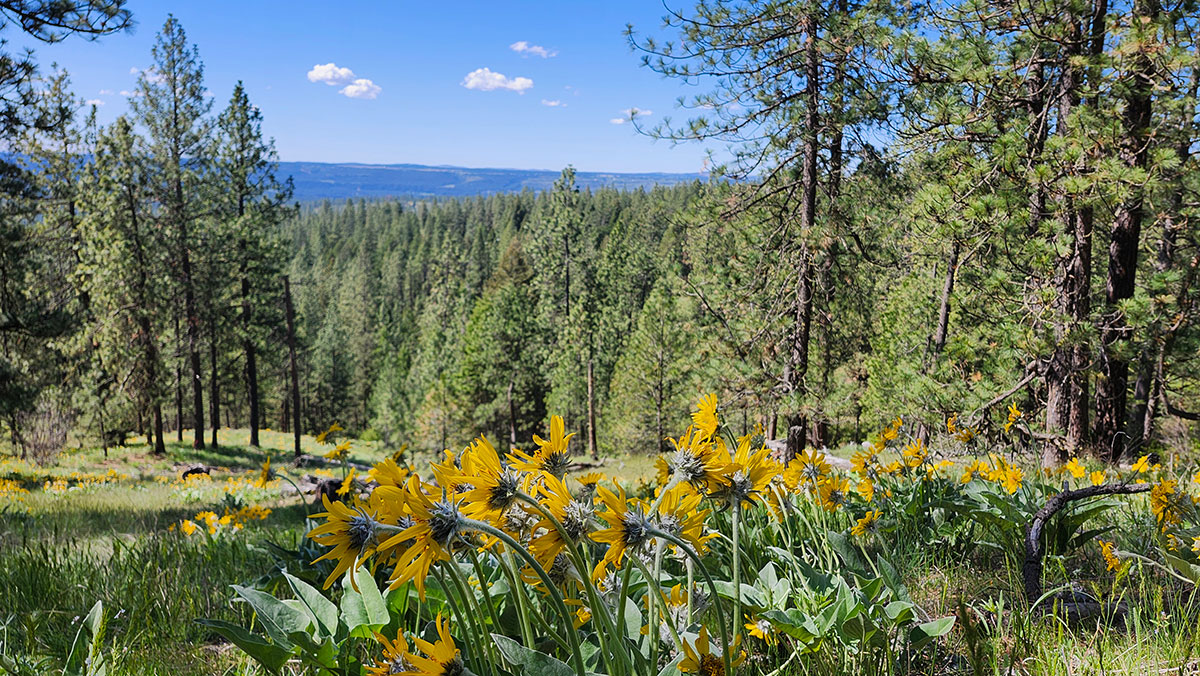Mountain and forest view from Living Springs Ranch